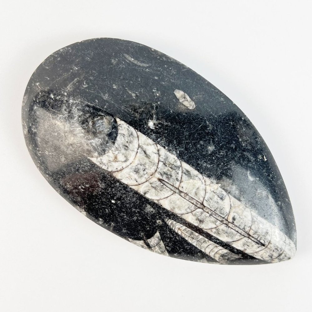 Orthoceras Fossil Rock Black Paperweight Desk Shelf Decor Shadow Box Idea